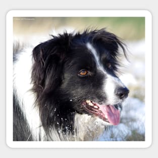 Border Collie dog in the snow Sticker